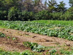 One of the Pickle Cottage's organic gardens