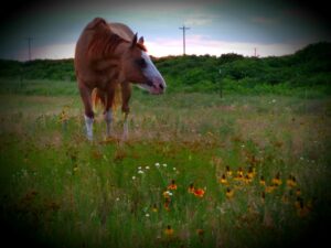 Hannah's horse at the Pickle Cottage family farm.