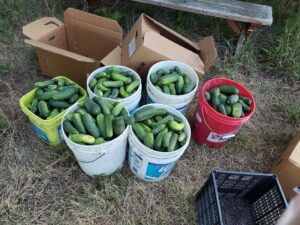 Buckets of freshly cucumbers right from the garden!